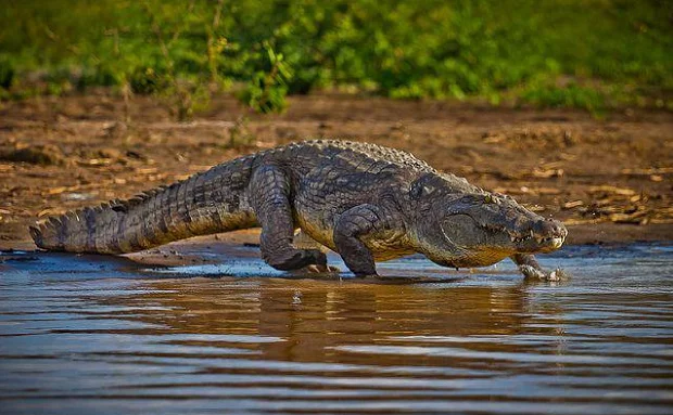 Images available but not displaying well