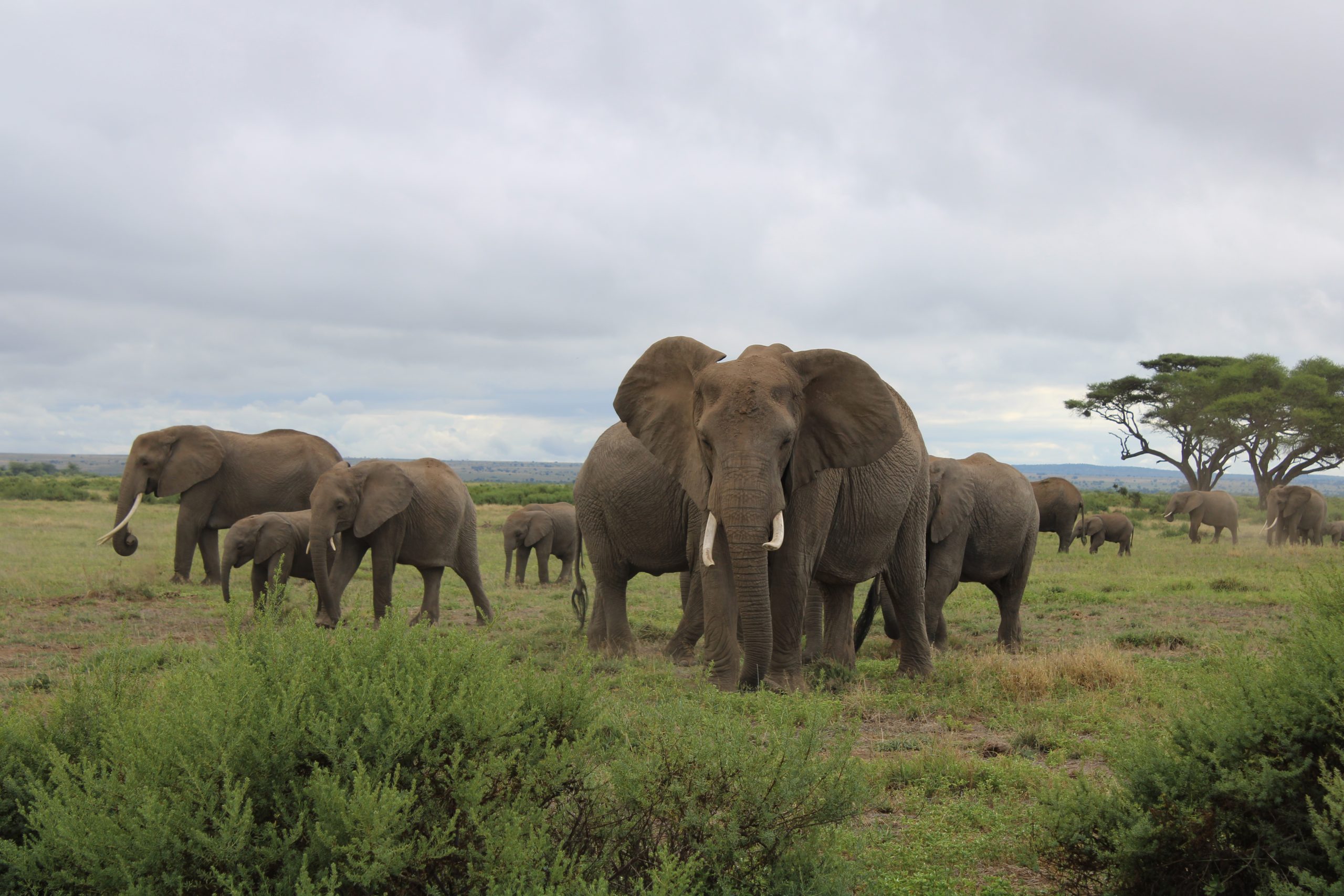 Images available but not displaying well