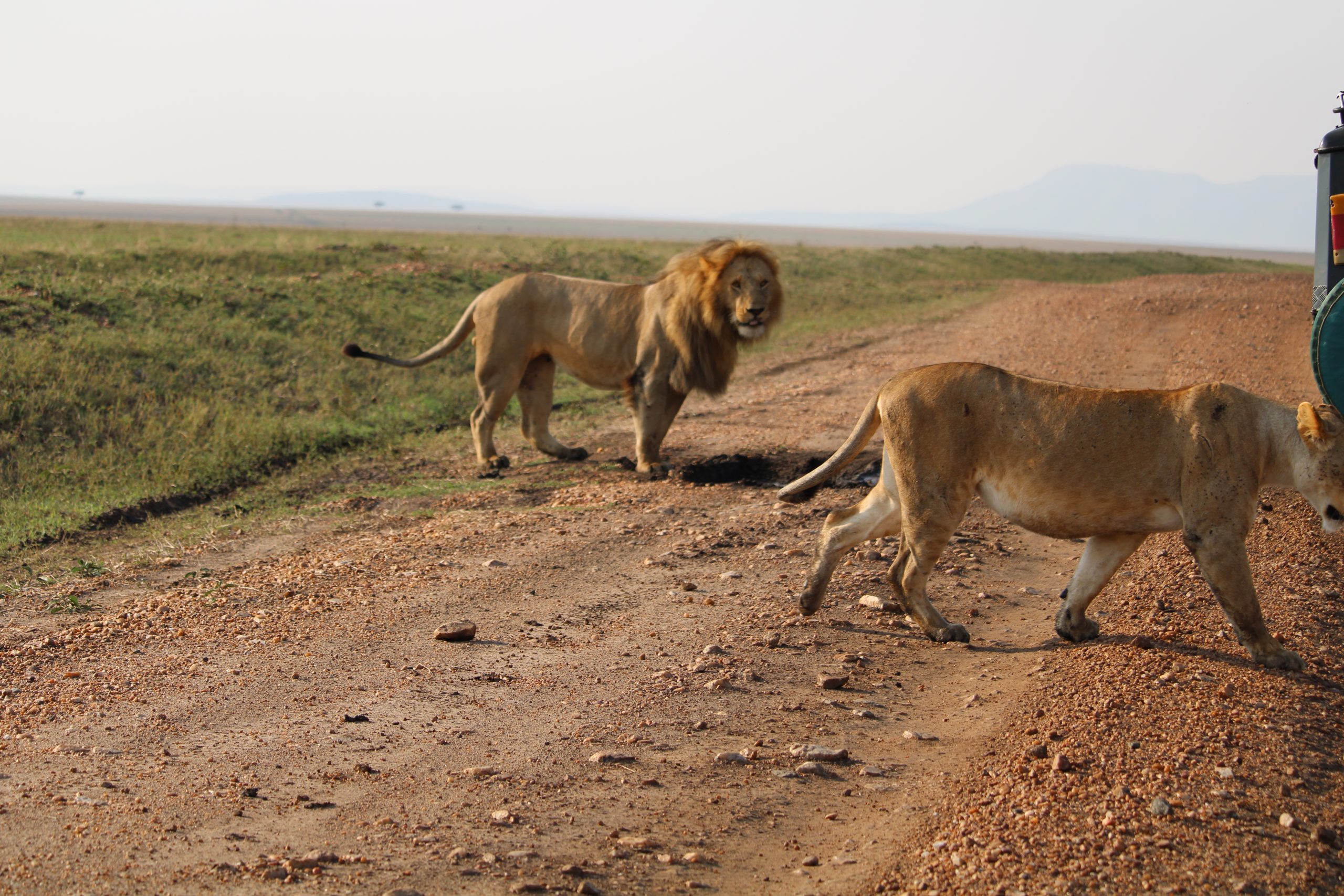 Images available but not displaying well