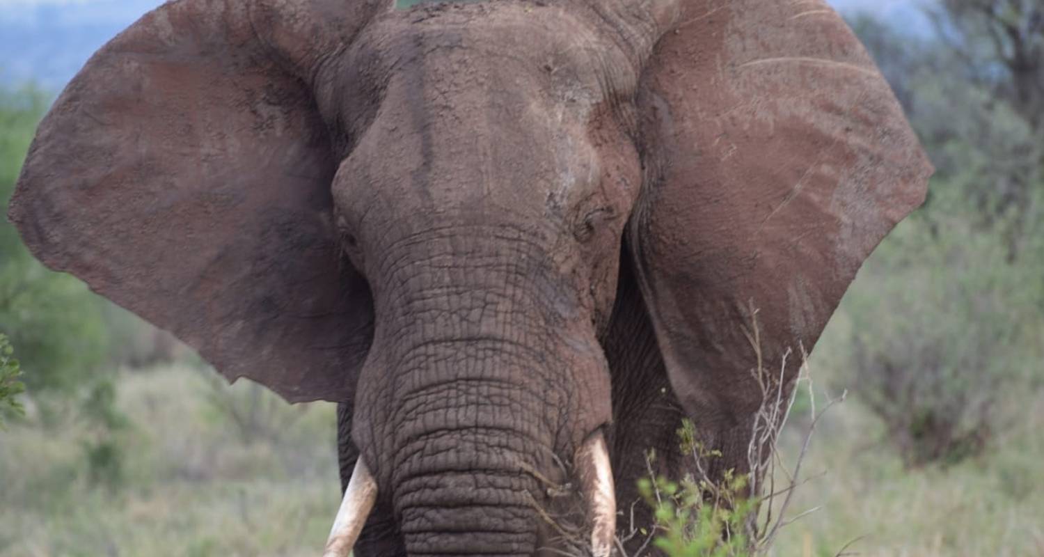 Images available but not displaying well