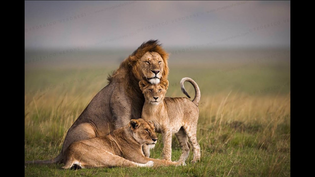 Images available but not displaying well