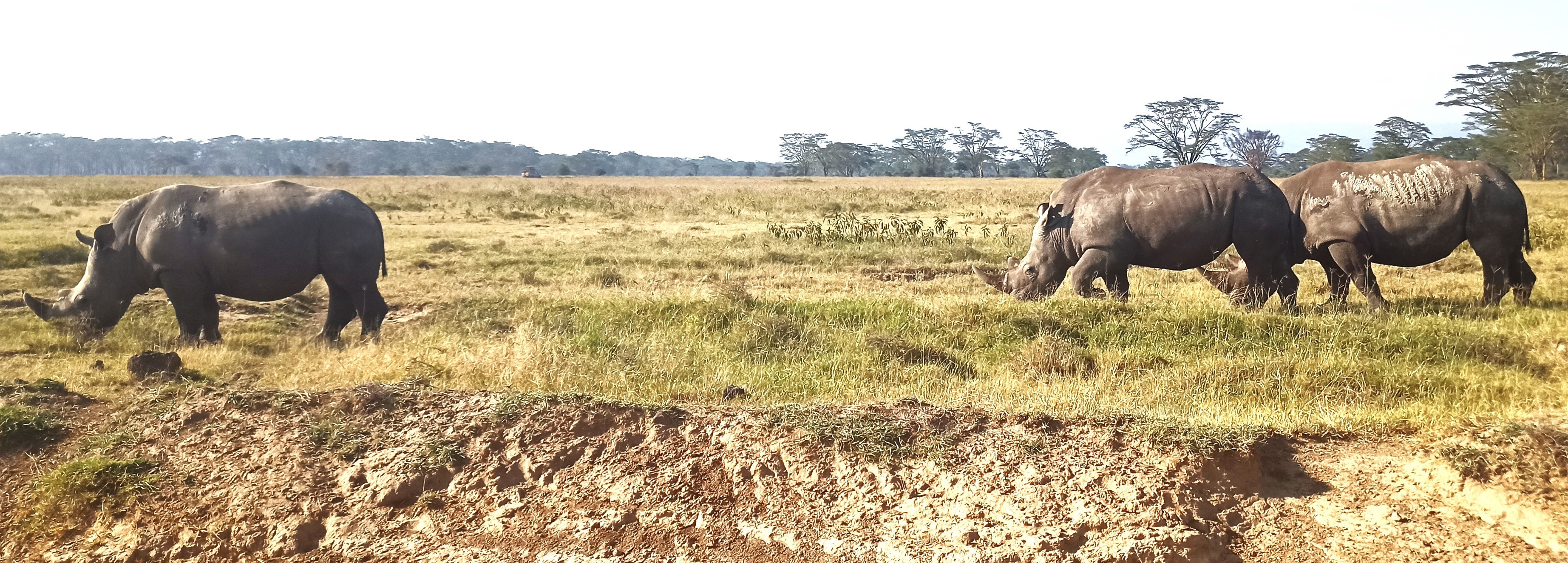 Images available but not displaying well