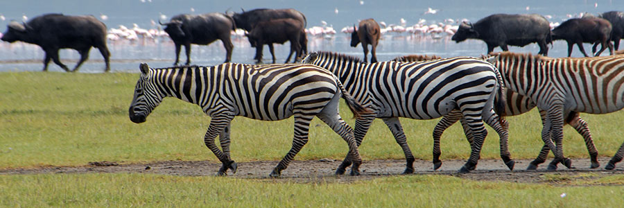 Images available but not displaying well