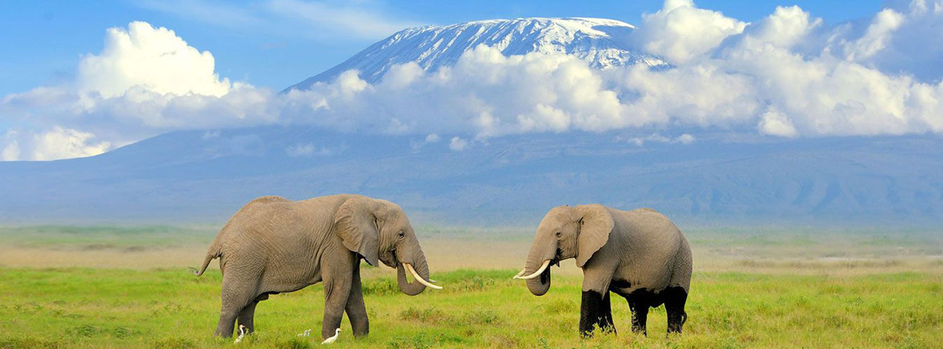 Images available but not displaying well