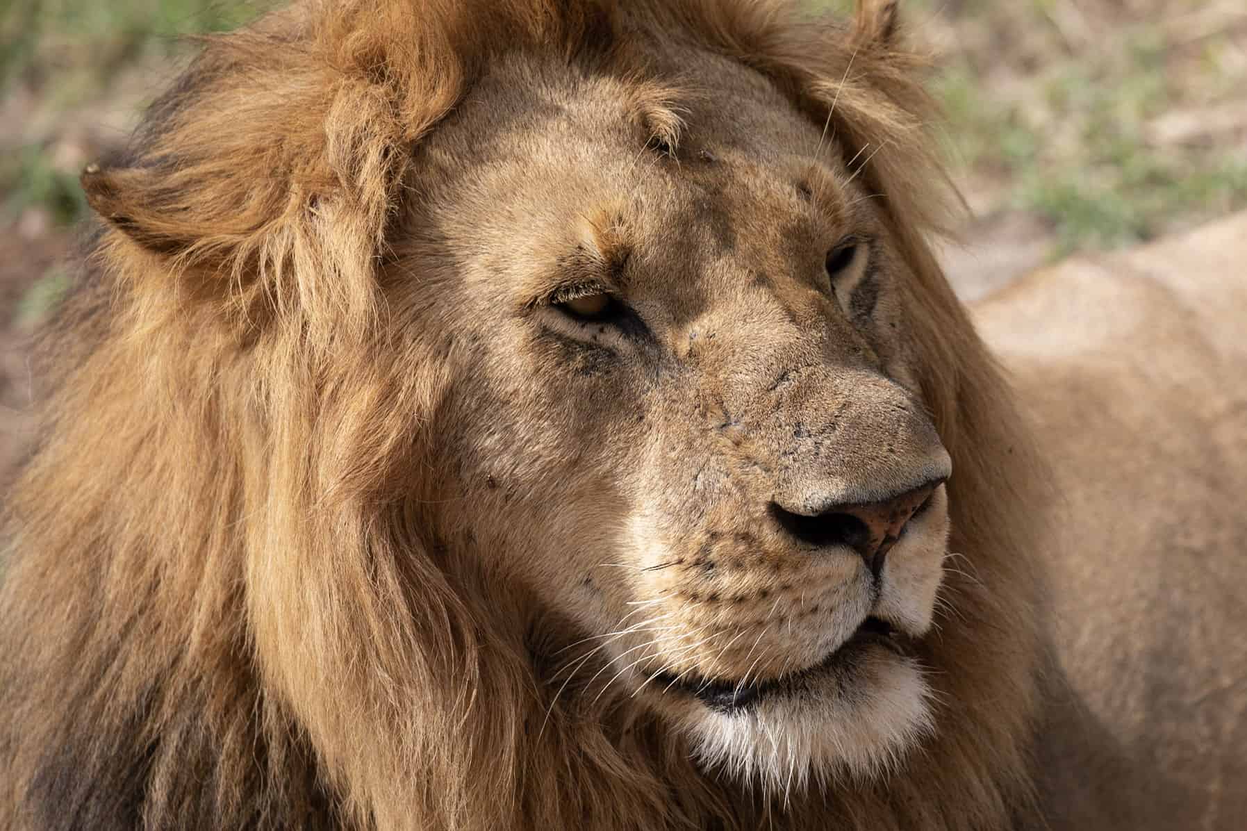 Images available but not displaying well