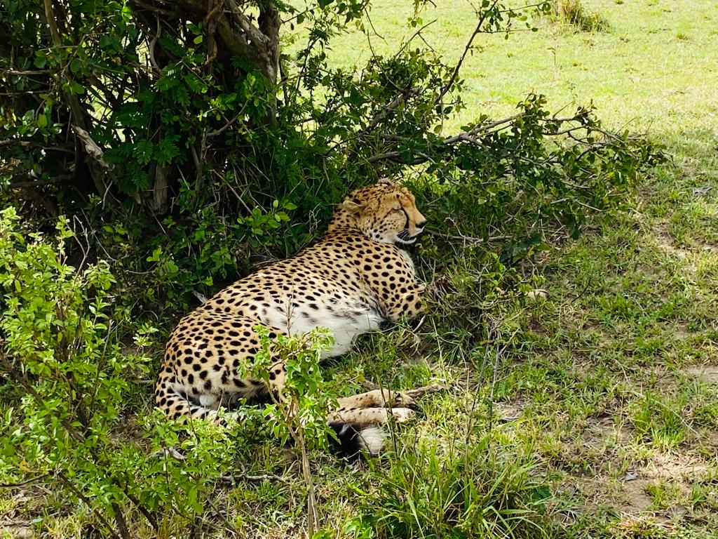 Images available but not displaying well